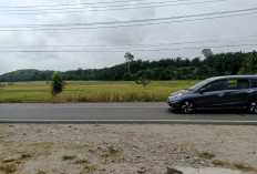 Musim Kemarau, Ini Dampak  Terhadap Ekonomi Petani