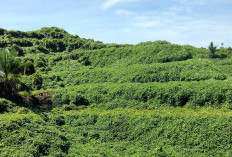 Api Lama Belum Padam, Konflik Lahan Perkebunan Kian Rumit, DPRD BS : Respons Pemda Lamban