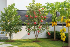 Rekomendasi 4 Pohon Buah untuk Rumah Subsidi yang Tidak Dijadikan Sarang Tikus