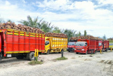 Harga TBS Naik Lagi, Penjualan Mulai Stabil di PT RCI