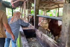 Penyakit Ngorok di Bengkulu Terus Meluas, Ratusan Ternak Ditemukan Mati! 