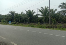 Kebun Sawit Petani Jadi sasaran Pencurian, Ini Penjelasan Pemdes