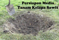 Mau Hasil Panen Kelapa Sawit Melimpah? Penting Lakukan Persiapkan Media Tanam