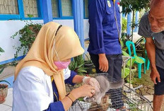 Antisipasi Rabies, Disnak Keswan Imbau Masyarakat Vaksinasi Hewan Peliharaan, Ini Jumlah Kasus Gigitan Ternak 