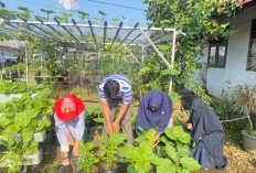 Program Bibit Gratis di Bengkulu Selatan Dihentikan Sementara, Inilah Penyebabnya!
