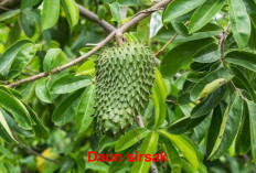 8 Manfaat Daun Sirsak,  Manfaatnya  Bikin Kaum Hawa Terkejut dan Bahagia!