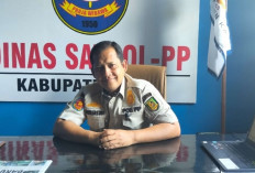 Satpol PP Kaur Kembali Akan Lelang Ternak, Ini Jadwalnya 