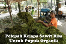 Ternyata! Pelepah Kelapa Sawit Bisa untuk Pupuk Organik, Begini Caranya