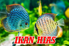 Ikan Hias Mati Mendadak, Kok Bisa? Ini Penyebab dan Cara Mengatasinya 