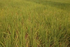 Sawah Kekeringan, Padi yang Ditanam Sia-sia, Petani Kaur Merugi