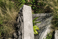 Ironis, Petani Kawasan BBUP dan BBI Nasal Tinggalkan Padi 
