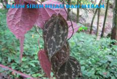 Daun Sirih Berguna Untuk Kesehatan, Inilah Penyakit yang Bisa Diantisipasi dan Diatasinya