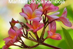 Selain Memiliki Bunga yang Indah, Ini Manfaat Bunga Kamboja Jarang Diketahui