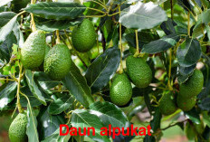 Daun Alpukat Sering Disepelekan, Padahal Manfaatnya Juara, Bisa Atasi 8 Penyakit