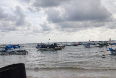 Pemkab Kaur Bakal Tata Pengelolaan BBL Untuk Wujudkan Sentral Lobster Nasional, Ilegal Masih Jalan!