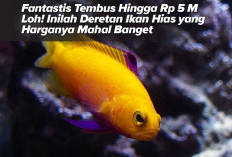 Fantastis Tembus Hingga Rp 5 M Loh! Inilah Deretan Ikan Hias yang Harganya Mahal Banget