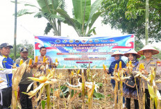 Dukung Program Swasembada Pangan Nasional, Polres Kaur Panen Raya Jagung Kuartal II 