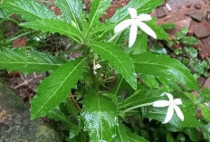 Kitolod Obat Tradisonal Mutifungsi, Salah Satunya Bikin Wanita Terkejut! 