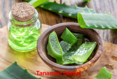 3 Tanaman Herbal yang Baik untuk Menjaga  Kesehatan Mata, Jenisnya Familiar di Masyarakat