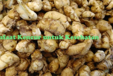 Bikin Rasa Seblak Nikmat dan Bisa Kurangi Stres, Ini Dia Beragam Manfaat Kencur untuk Kesehatan!