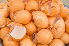 Sering disepelekan, Simak 3 Manfaat Cangkang Telur di Sini
