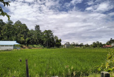 Nasib Petani Sawah : Belum Selesai Masalah Hama Wareng, Datang Hama Penggerek Batang