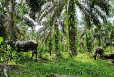 Aneh Tapi Nyata! Harga Sawit di Pabrik Bengkulu Selatan Lebih Murah dari RAM Seluma