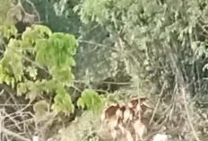 Hewan Ternak di Maje Belum Teratasi, Pemdes dan Kecamatan Masih Abai, Berikut Bukti Terbarunya!