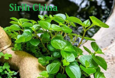 Sering Digunakan dalam Masakan dan Menimuman, Sirih China Mengandung Banyak Khasiat untuk Kesehatan