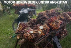 Motor Bebek Honda Yang Bagus Digunakan untuk Angkutan, Ini Motornya 