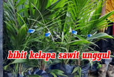 Jangan Berspekulasi Saat Beli Bibit   Kelapa Sawit Unggul, Ini Alasannya