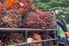 Harga TBS Sawit Bengkulu Turun,  Cek di Sini Harga Terbarunya!