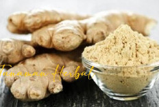 Tanaman Herbal Mampu Menyembuhkan Gangguan Lambung, Berikut Jenis dan Cara Penggunaannya!