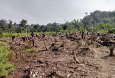 Pertahanan Warisan Leluhur, Petani Desa Muara Dua Tanam Padi Gogo