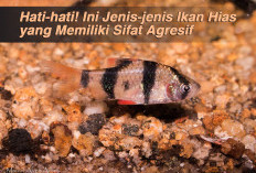 Hati-hati! Ini Jenis-jenis Ikan Hias yang Memiliki Sifat Agresif