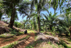 Program PSR 2026 Digeber, Petani Sawit Bengkulu Selatan Naik Kelas