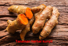 Tanaman Herbal Sejuta Fungsi Mudah Tumbuh  di Lingkungan, Manfaat Bikin Kaum Ibu Melongo!