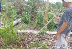 Hutan Lindung Tergerus Sawit, Ancaman Bencana Mengintai, Pemkab BS Siapkan Langkah Penertiban