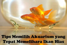 Jangan Sampai Salah! Ini Tips Memilih Akuarium yang Tepat Memelihara Ikan Hias