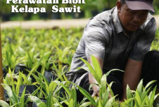 4 Tips Perawatan Bibit Kelapa  Sawit yang Bagus, Dijamin Cepat Besar! 