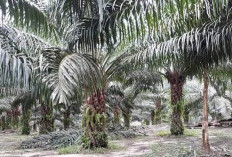 KUR Bank Bengkulu Tembus Rp11 Miliar, Perkebunan Jadi Prioritas