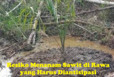 Harus Diantisipasi! Ini Resiko Menanam Kelapa Sawit di Rawa