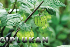 Sering Diabaikan dan Tumbuh Liar, Daun Ciplukan Menyimpan Segudang Rahasia Kesehatan 