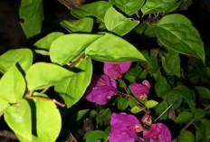 7 Manfaat dari Bunga kertas, Salah Satunya  di Luar Dugaan Anda, Buruan Cek di Sini!