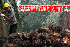 4 Perusahaan Kelapa Sawit Tertua di   Indonesia, Ini Nama dan Lokasinya