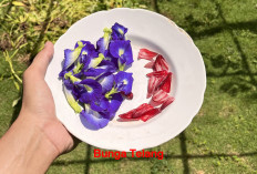 Tak Hanya Mengegarkan, Teh Bunga Telang Ramuan Herbal dengan Segudang Khasiat