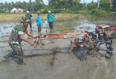 WAW! Babinsa Serius Turun ke Lapangan, Bantu Bajak Sawah Petani