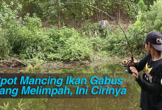 Spot Mancing Ikan Gabus yang Melimpah, Ini Cirinya 