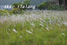 Akar Ilalang Miliki Khasiat Ampuh Atasi Kencing Batu dan Keputihan, Ini Cara Menggunakannya!