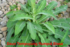 Daun Tempuyung Rumput Biasa Miliki Segudang Manfaat, Fungsinya Bersaing dengan Obat Modern 